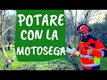 Si può POTARE con la MOTOSEGA? Ecco 5 REGOLE