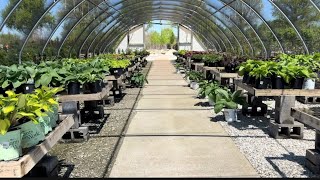 Head Turning Hostas|Shop With Me:#plants #hosta #perennial #shadeplants 