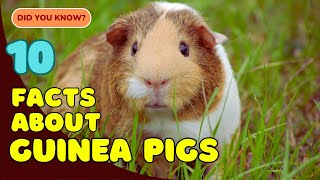 10 Amazing Facts About Guinea Pigs You Didn’t Know! 🐹