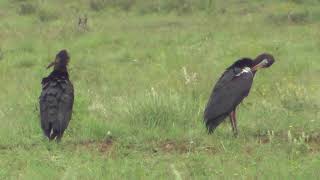 African Abdims Black Storks And Zebras