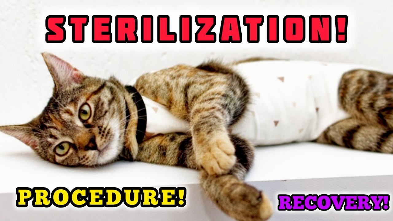 Why Should I Neuter My Cat YouTube why-should-i-neuter-my-cat-youtube