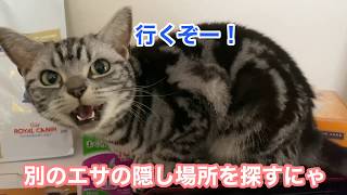 エサ置き場の前でエサを心待ちにする猫【猫動画】