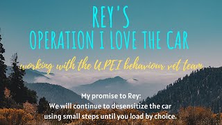 Rey April 13 loading to physio on leash Operation I Love the Car with BVet