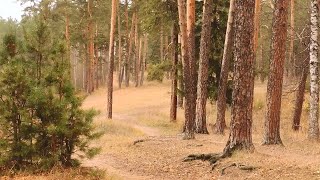 Осень в Богдановском парке поселка Васильево. 21.10. 21.