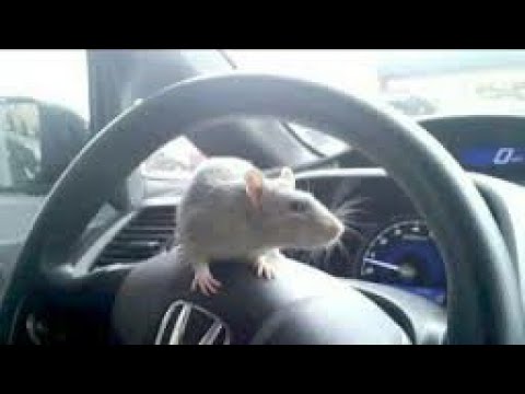 वीडियो: कैसे एक कार के पहियों की चपेट में न आएं
