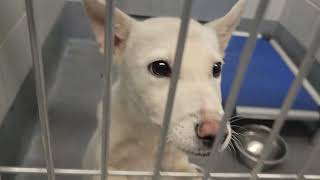 acs A672111