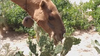 Camel eating cactus in som camel