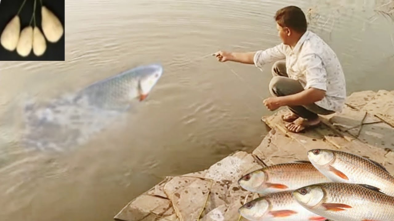 Rohu machli ka shikar Big size catch मिरगल मछली का शिकार बड़े आकार का ...