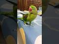  sonaliparrot parrrot cutebird reels birds cuteparrot youtubeshorts funny