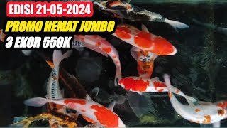 KOHAKU+KIKO+KAGE SHOWA JUMBO JUMBO HANYA 550K