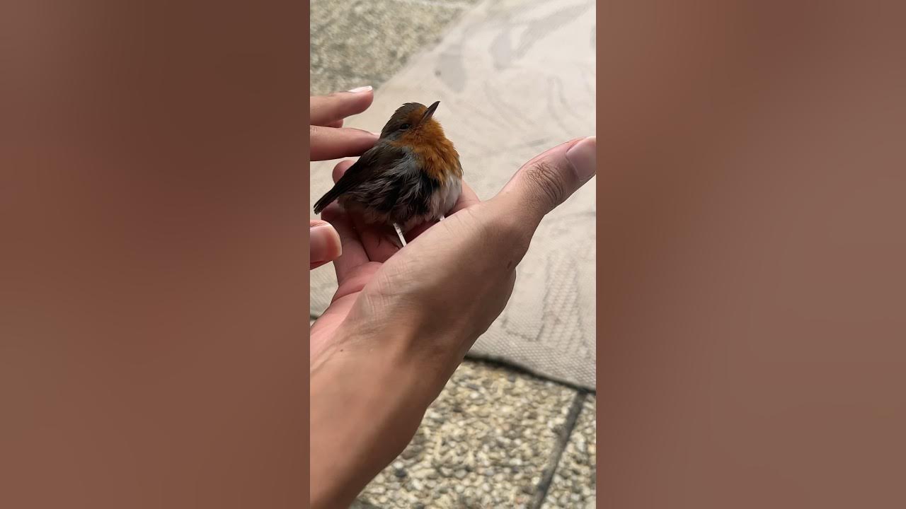 Mon chat a ramené un oiseau YouTube