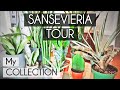 Sansevieria Tour | My Sansevieria Collection | Low Light Houseplants