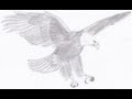 Drawing a Bald Eagle