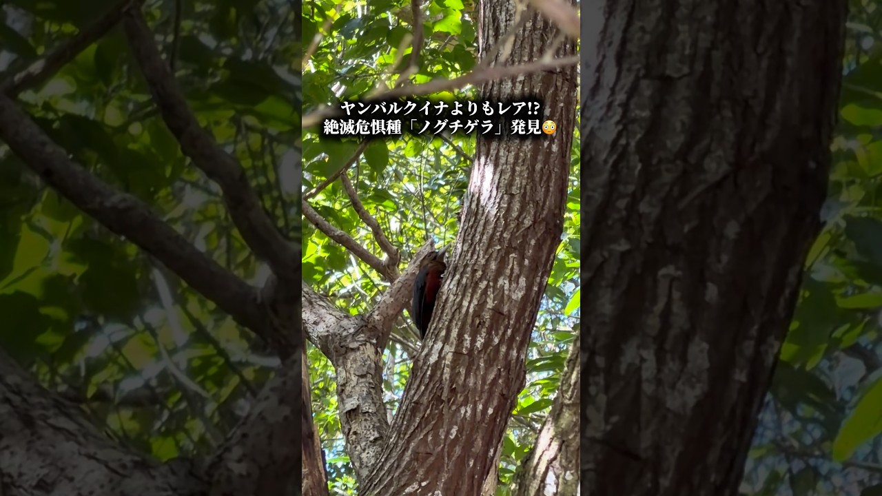 レア映像】絶滅危惧種ヤンバルクイナよりも希少な「ノグチゲラ」発見