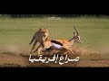 صراع الفهد الصياد والغزال صراع إفريقيا الأزلي أسرار وعجائب القصة كاملة وثائقي 