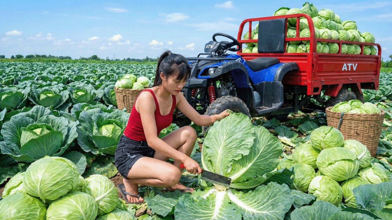 Harvesting Cabbage and Making Cabbage Spring Rolls , Harvest And Cooking