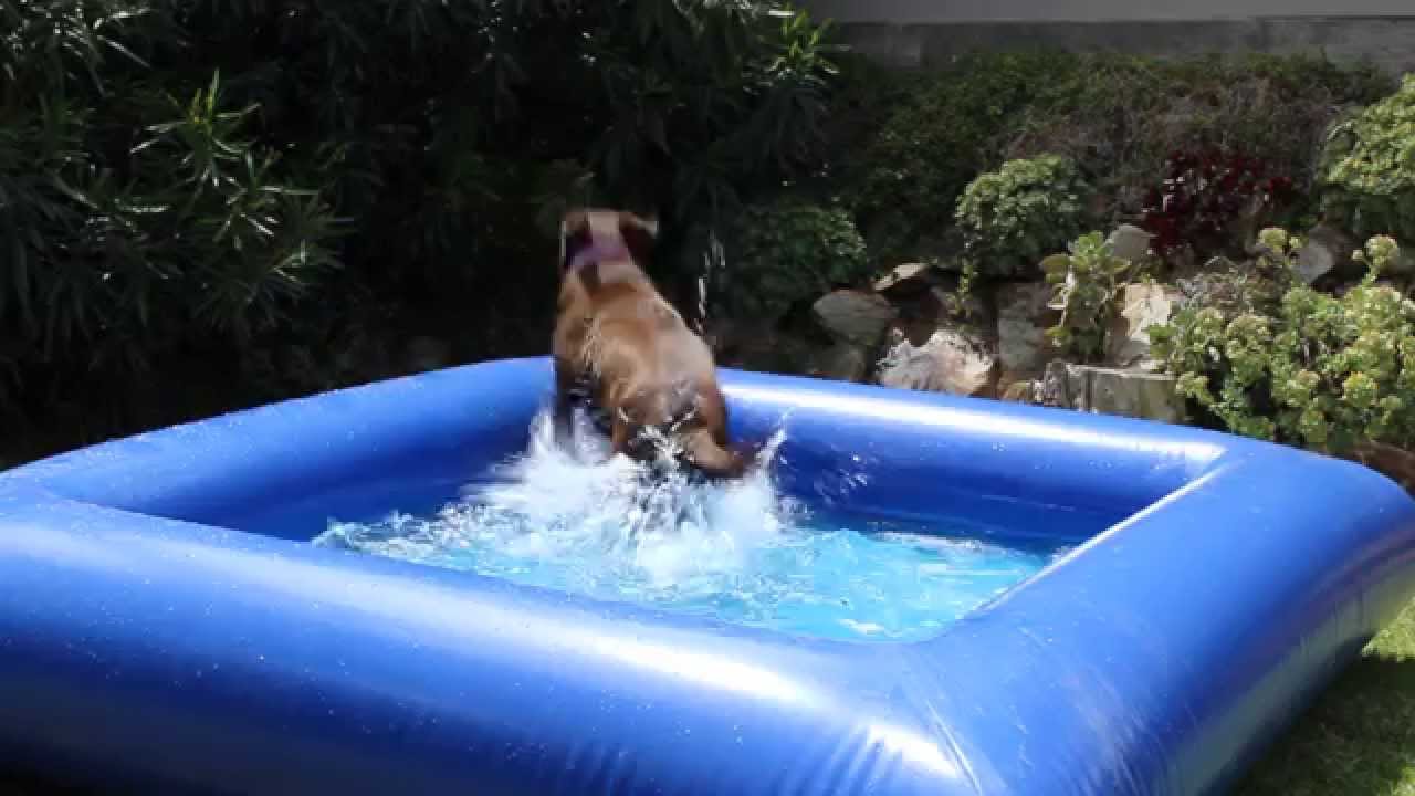 Minimalist Can A Dog Swim In An Above Ground Pool for Living room