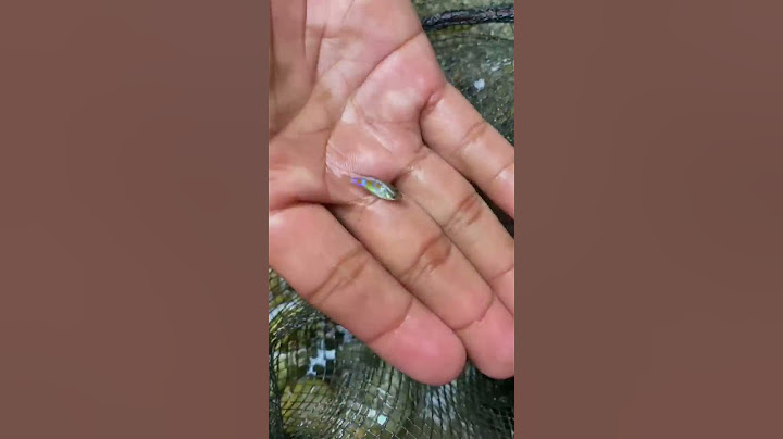 Cari ikan di sungai kecil air pegunungan dapat ikan cantik banget😭 #268 #KOOKIKO