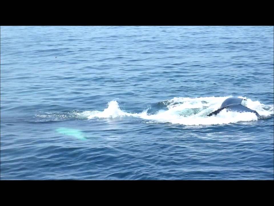 whale watching cape cod whale watching cape cod