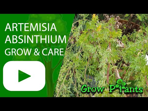 Artemisia absinthium - grow & care (Common wormwood )