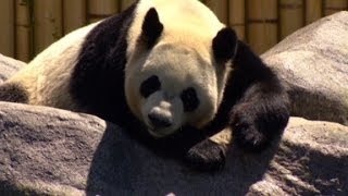 What it takes for a country to get a panda from China