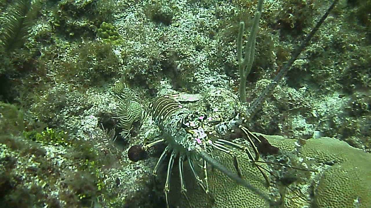 PREGNANT LOBSTER YouTube