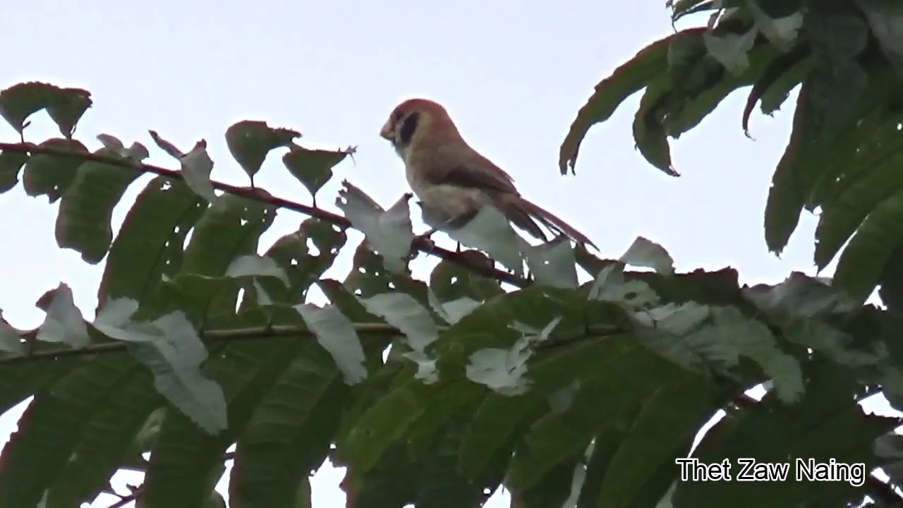 Spot-breasted Parrotbill (Paradoxornis guttaticollis)