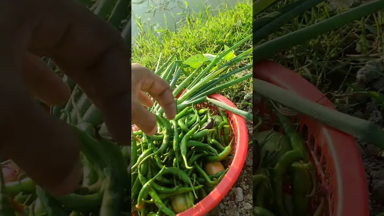 As the price of pepper is high, the farmers sell it raw