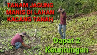 CARA MENANAM JAGUNG MANIS DI LAHAN KACANG TANAH‼️ Jagung Tumpang Sari Kacang Tanah | Alam Karya Farm