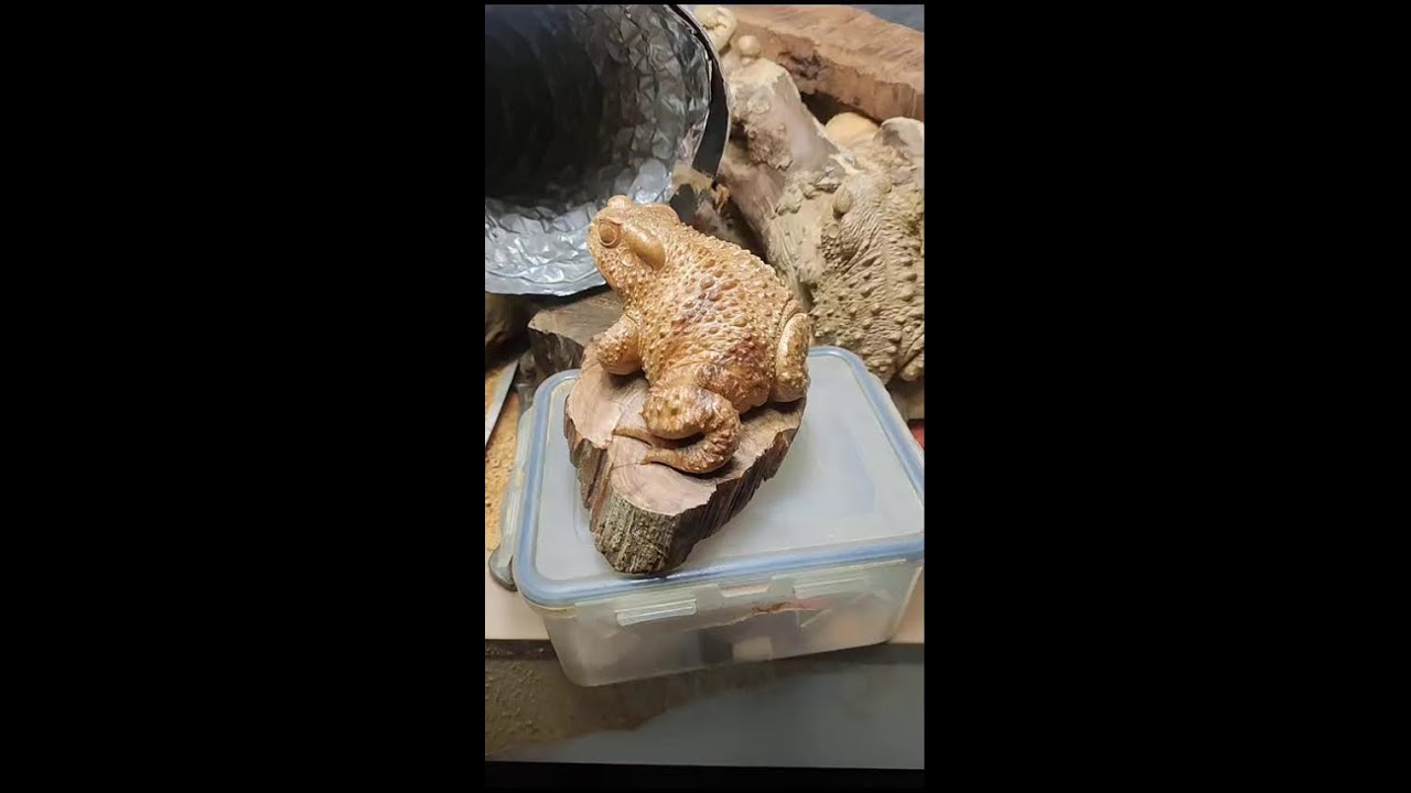 LIVE | Quiet Sculpting and Carving Time 静かな彫刻と刻みの時間 2026-01-31 