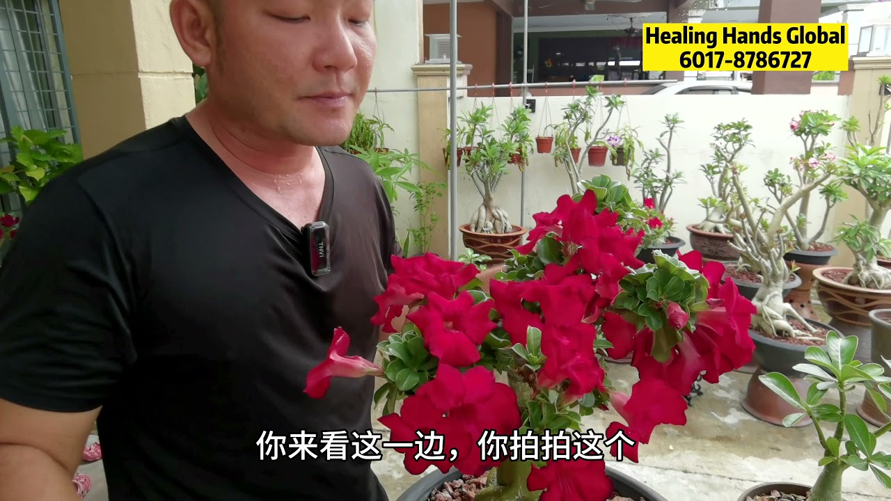 富贵花 沙漠玫瑰增加颜值用最方便最简单最健康的方式让富贵花 沙漠玫瑰爆芽长花苞 Youtube