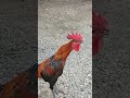 Suara kukuruyuk ayam pelung Sukabumi