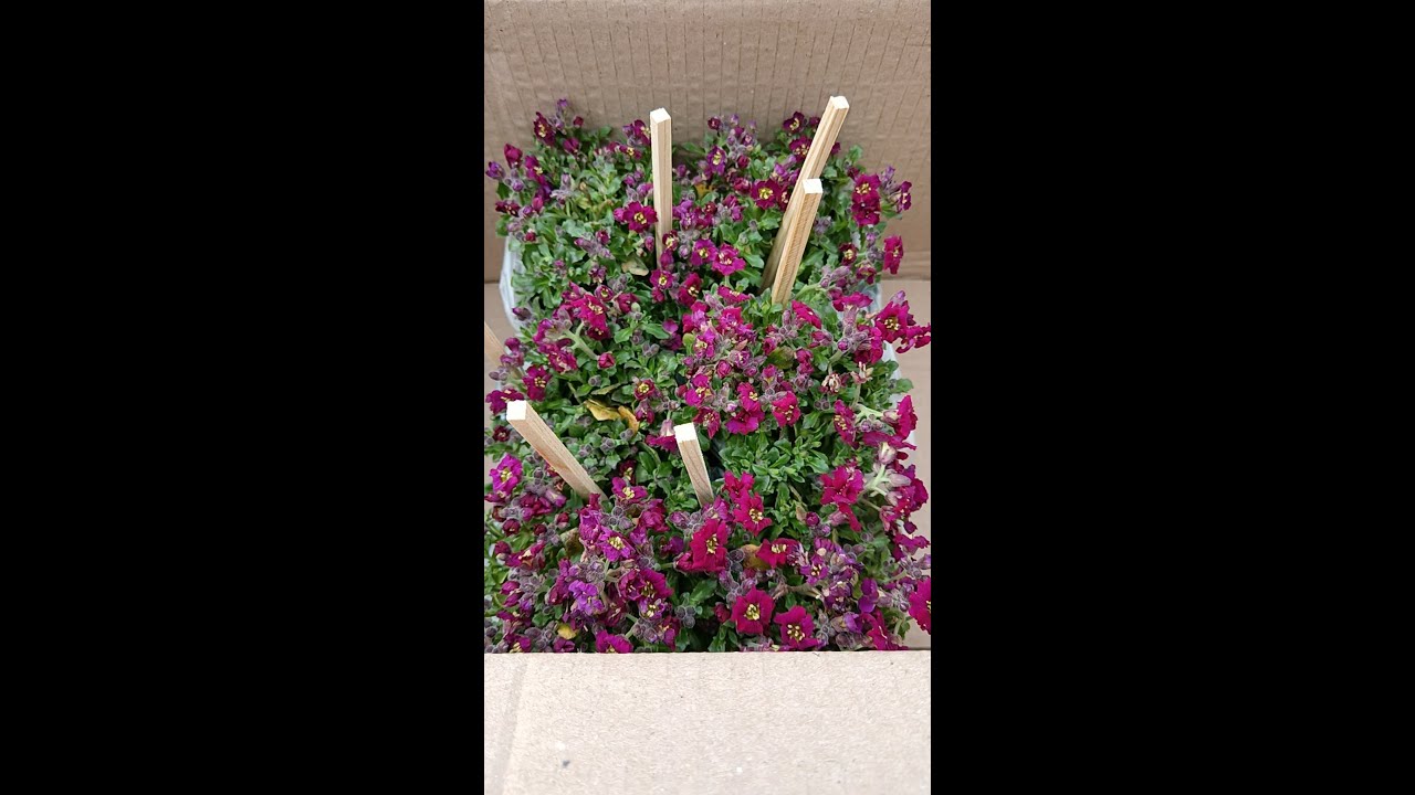 Обрієта і пеларгонія - розпаковка від #Марічки Квіточки.