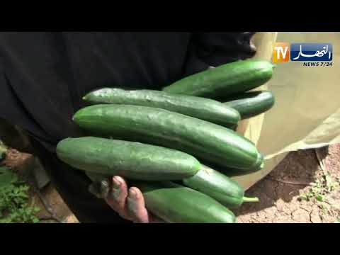 الشلف رغم العوائق فلاحو الأبيض يرفعون التحدي