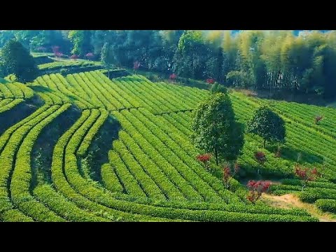 Relax your mind and spirit and enjoy this tour through the fields of rice and tea leaves surrounding Changsha, and learn how the Chinese city has worked hard to invigorate its agriculture.