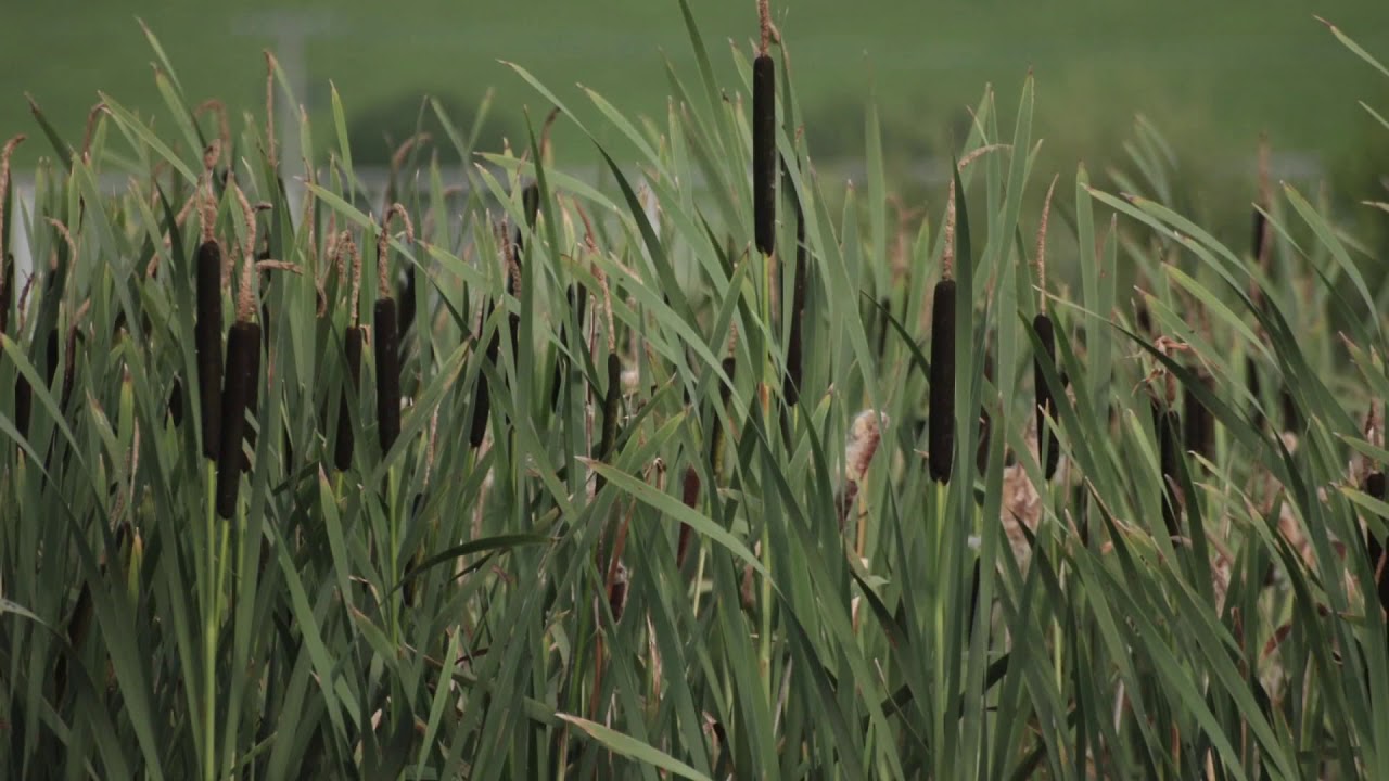 tall trees in YouTube