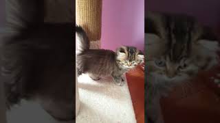 RagaMuffin Kittens just love to play!  Visit ragamuffinkittens.org to see more RagaMuffin kittens! by The RagaMuffin Kitten Breeders Society 65 views 2 years ago 3 minutes, 21 seconds