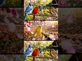 Colorful Birds Singing & Peaceful Piano for Deep Relaxation