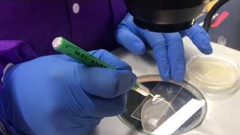 How to Transfer Nematodes - Wire Method (Worcester Polytechnic Institute)