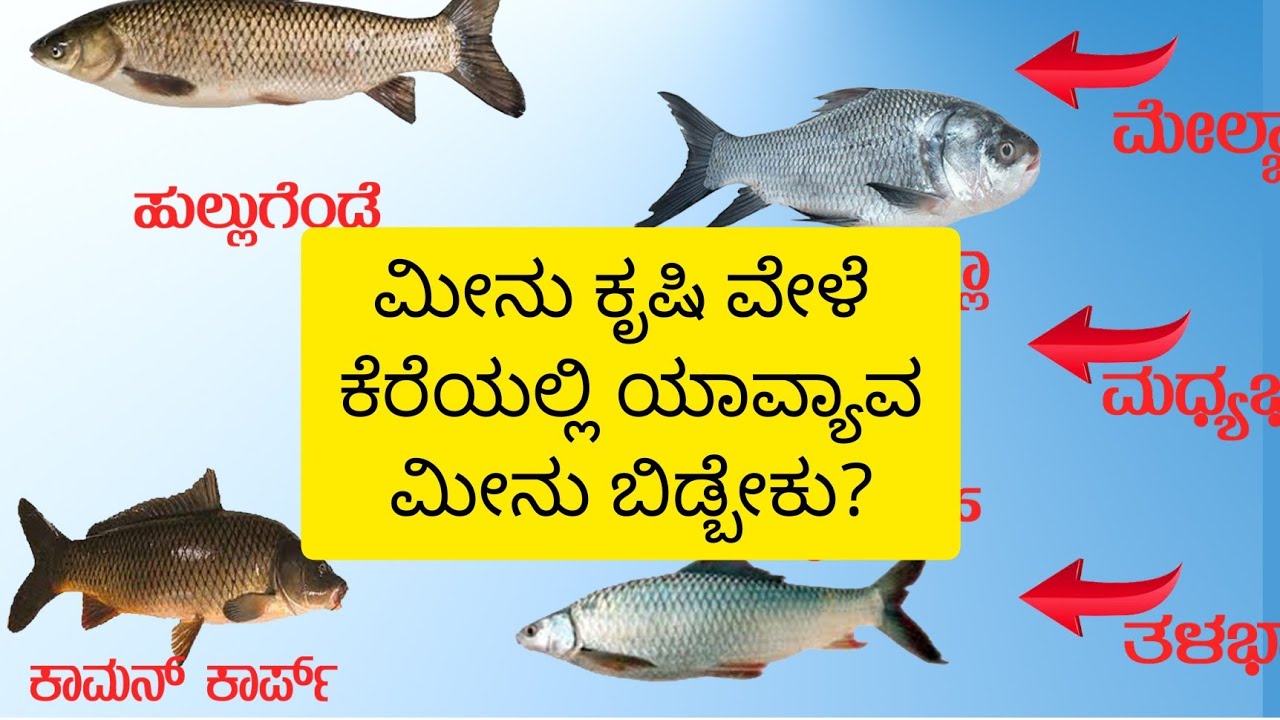 ಮೀನು ಕೃಷಿ ವೇಳೆ ಯಾವ್ಯಾವ ಮೀನು ಬಿಡಬೇಕು? |  ವಿಶೇಷತೆ | ಮೀನು ಮರಿಯ ಬೆಲೆ | Infomation about fish farming