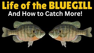 Life of the Bluegill & How to Catch More!