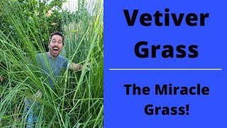Vetiver Grass- The Miracle Grass- Why Aren't You Growing This?!