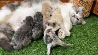 Newborn kittens have tiny faces the size of their mother cat's paws.