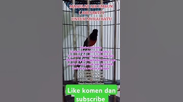 manfaat air embun untuk murai batu. #rawatanmuraibatu #setinganmuraibatumenjelanglomba #kicaumania