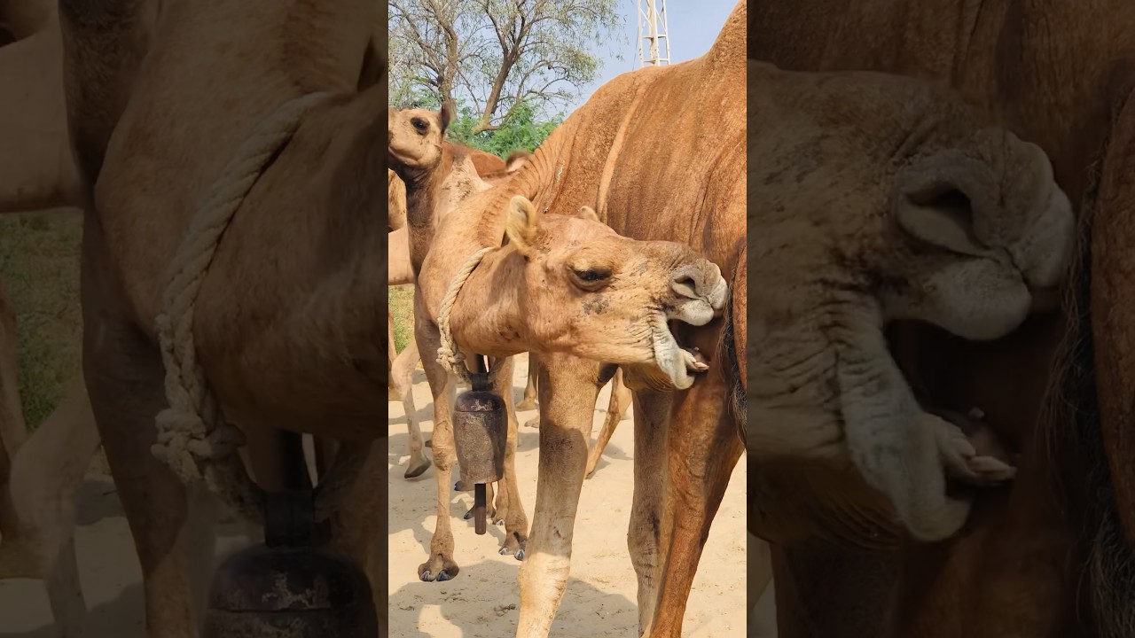 The camel is scratching itself 