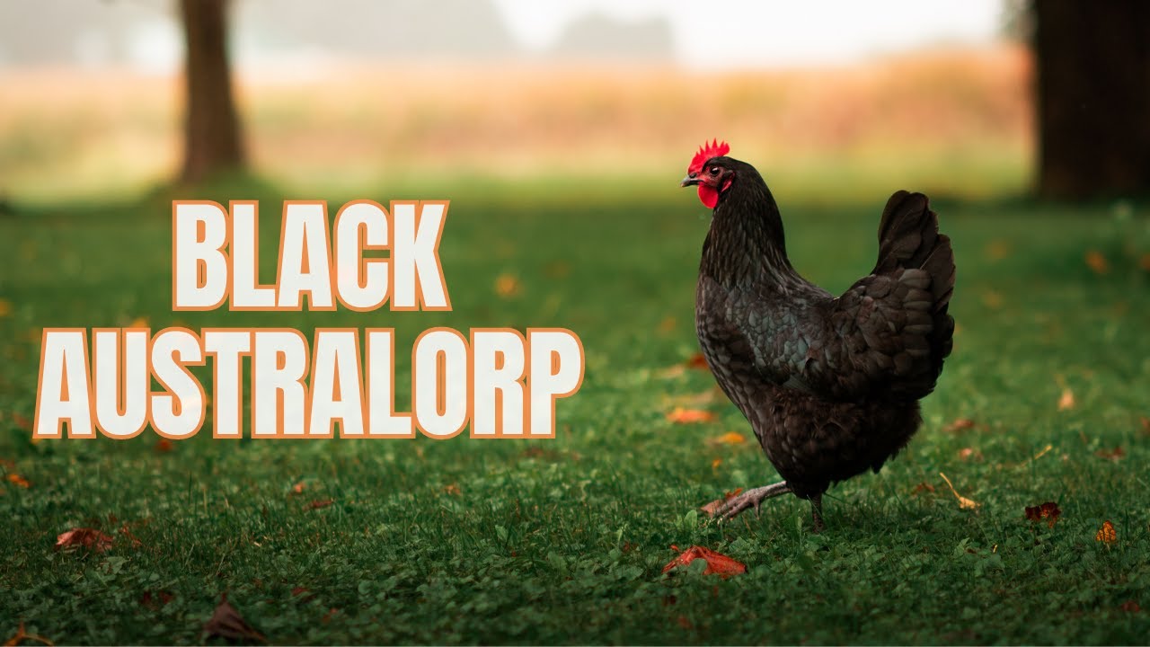 The Black Australorp Chicken - Everything You Need To Know 