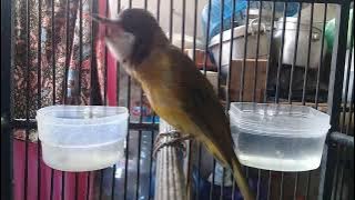 burung bimoli gacor banyak fariasi skaligus buat pancingan biar gacor juga👍