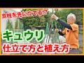 【キュウリ栽培】失敗しない！植え方＆ネットの仕立て方【シェア畑】【農園ライフ】