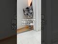 猫に大好きなゴハン用意しようとしたらこーなった。