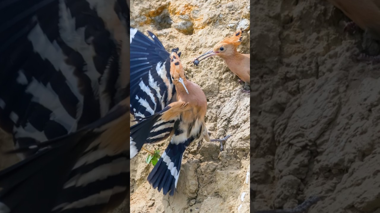 ➡️ Defending with Poop Bombs!? – The Bizarre Tactic of the Hoopoe 